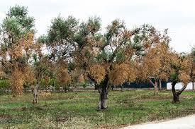 Immagine: alberi_malati.jpg